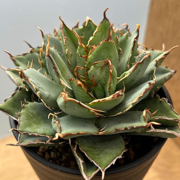 園芸ネット本店｜アガベ：チタノタ フィリグリー 3.5号鉢植え の通販