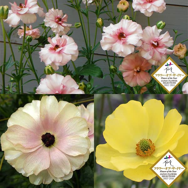 園芸ネット本店｜ラナンキュラス：ラックス3種セット／アリアドネ