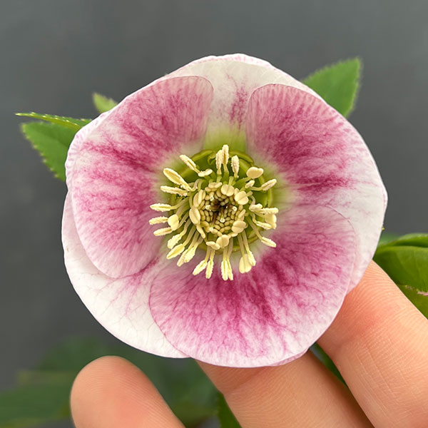 園芸ネット本店｜大和園さんのクリスマスローズ：24-13パステリッシュ