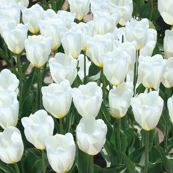 園芸ネット本店｜チューリップ：ピューリシマ 4球入り（早咲き）（F