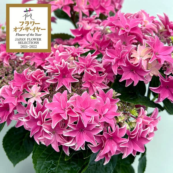 園芸ネット本店｜[春の鉢花予約]アジサイ：月虹（ゲッコウ）ピンク5.5