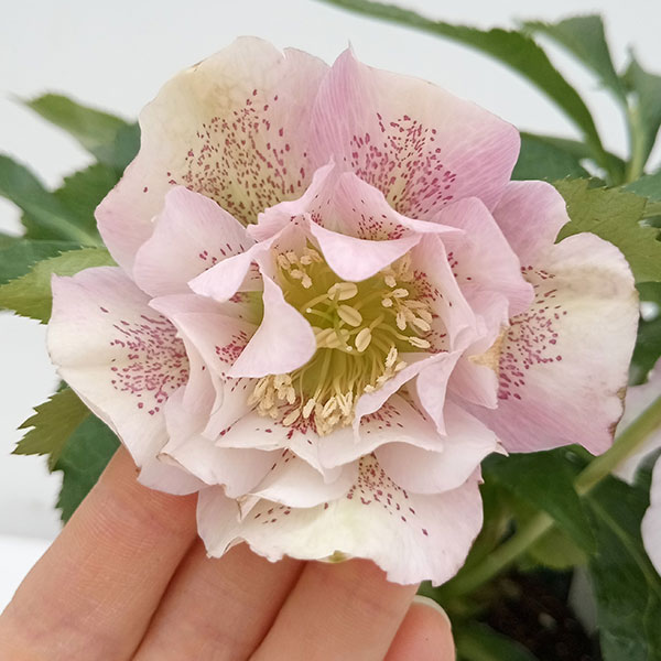 園芸ネット本店｜クリスマスローズ：ダブルエレン（ピンク）24-03／5号