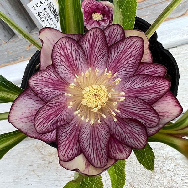 園芸ネット本店｜杉光園芸さんのクリスマスローズ：ダブルゴールド