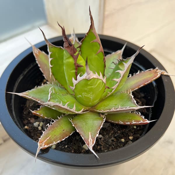 園芸ネット本店｜アガベ：ホリダ 4.5号鉢入り24-02 の通販【公式】