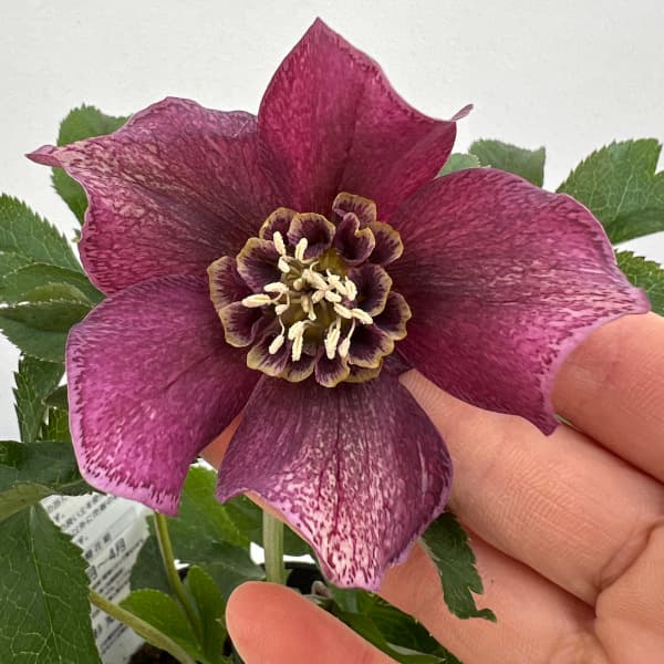 園芸ネット本店｜杉光園芸さんのクリスマスローズ：セミダブル24-04