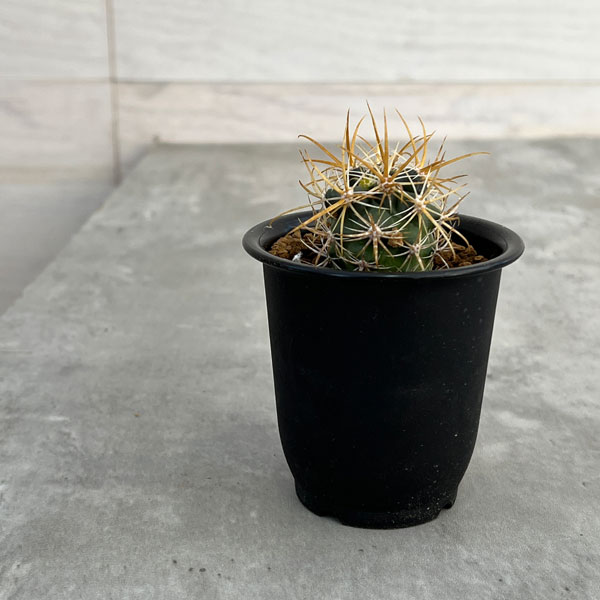 園芸ネット本店｜フェロカクタス：黄金冠 2.5号鉢植え の通販【公式】