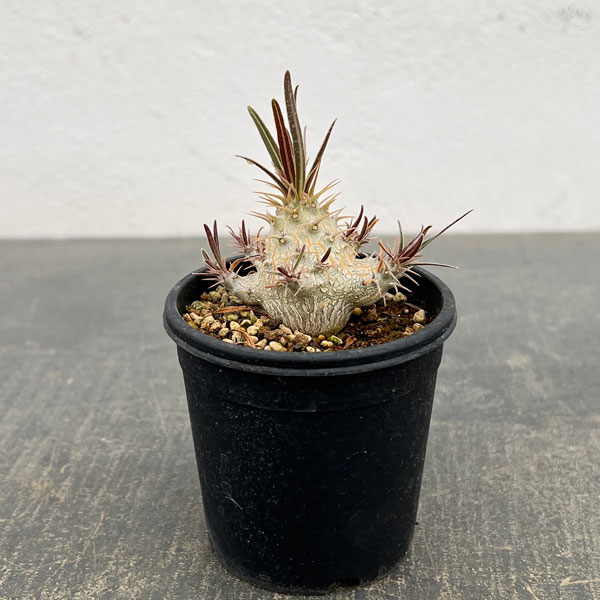 園芸ネット本店｜パキポディウム：グラキリス 2.5号（実生苗） の通販