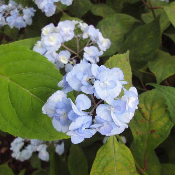 園芸ネット本店｜ヤマアジサイ：ヤエザキアマチャ（八重咲甘茶）4号