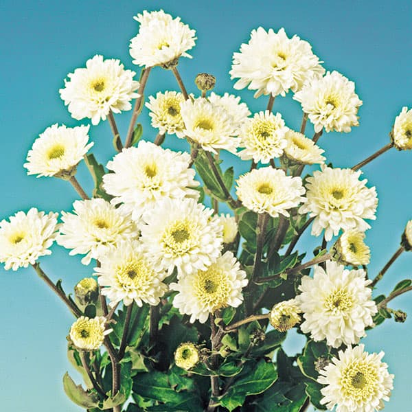 園芸ネット本店｜キク：寒咲き八重小菊ホワイト3号ポット の通販【公式】