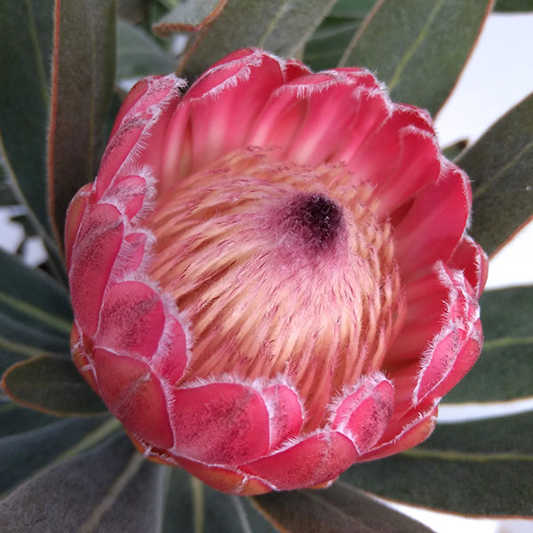 園芸ネット本店｜プロテア：スペシャルピンクアイス 8号鉢植え24-02 の