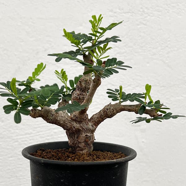 園芸ネット本店｜[ザ・ファームセレクト]センナ：メリディオナリス