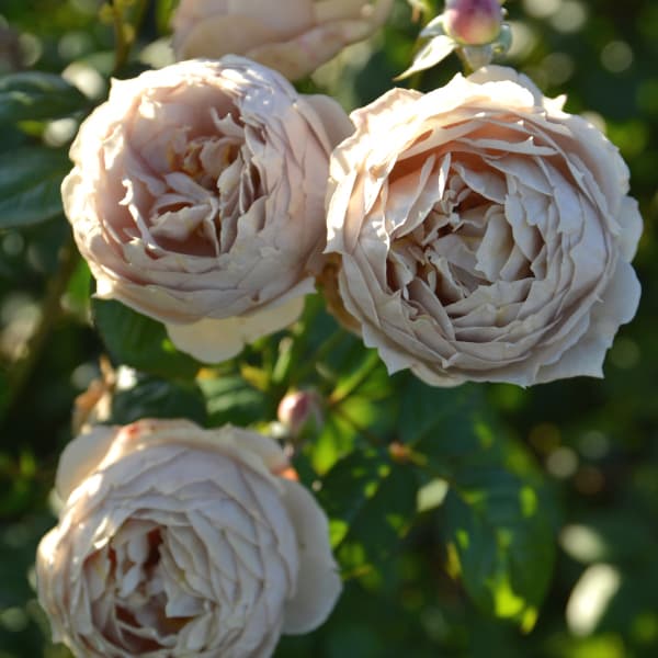 園芸ネット本店｜ロサ・オリエンティス：ルクソール大苗6号角鉢植え