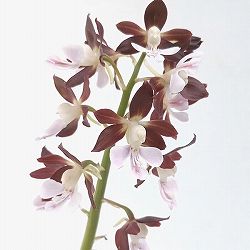 園芸ネット本店｜エビネ：黄エビネ（キエビネ）3-3.5号ポット の通販