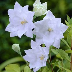 園芸ネット本店｜キキョウ（桔梗）：センチメンタルブルー3号ポット[5