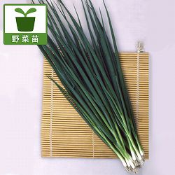 園芸ネット本店｜[26年3月中下旬予約]ワサビ：静岡のわさび苗4号ポット