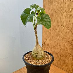 園芸ネット本店｜センナ：メリディオナリス（実生株） 2.5号鉢植え の