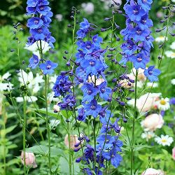 園芸ネット本店｜デルフィニウム：クリブデンビューティー3.5号ポット