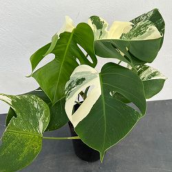 園芸ネット本店｜パキラ：ミルキーウェイ 5号23-02 の通販【公式】