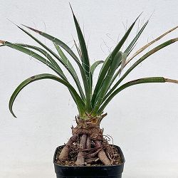 園芸ネット本店｜ユッカ：ロストラータ草丈30～40cm根巻き の通販【公式】