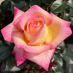 園芸ネット本店｜（開花予定株）ロサ・オリエンティス・プログレッシオ