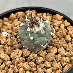 サボテン 烏羽玉 ロフォフォラ 3号鉢つき 9鉢セット❗ ① 園芸ネット