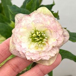 園芸ネット本店｜加藤農園さんのクリスマスローズ：26-07