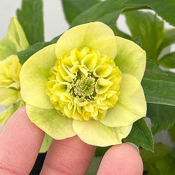 園芸ネット本店｜加藤農園さんのクリスマスローズ：26-04アンティーク