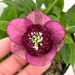 園芸ネット本店｜加藤農園さんのクリスマスローズ：26-20セミダブル