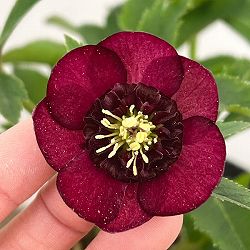 園芸ネット本店｜加藤農園さんのクリスマスローズ：26-20セミダブル