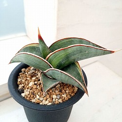 園芸ネット本店｜[ザ・ファームセレクト]サンセベリア：ロリダ斑入 3号