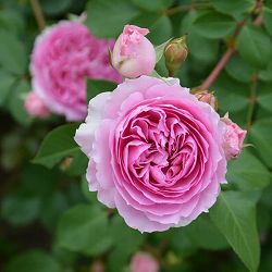 園芸ネット本店｜ロサ・オリエンティス：ザ・セレスティアル大苗6号角