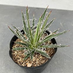 園芸ネット本店｜観葉植物:アガベ の商品一覧 【公式】