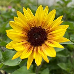 園芸ネット本店｜ひまわり高性花色ミックス3号ポット 3株セット の通販