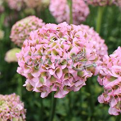 園芸ネット本店｜ラナンキュラス：ポンポン ハーマイオニー6号鉢植え