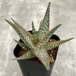 園芸ネット本店｜アロエ：DWアロエ ハイブリッド実生選抜株 繁殖苗NO.2