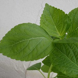 園芸ネット本店｜[26年3月中下旬予約]ワサビ：静岡のわさび苗3号ポット