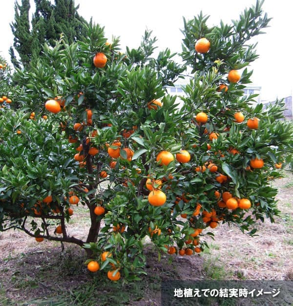 園芸ネット本店｜ミカン：温州みかん たぐちわせ（田口早生）4.5号