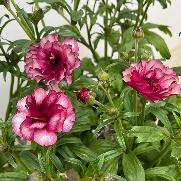 園芸ネット本店｜ラナンキュラス：ラックス ディオニュソス3.5-4号