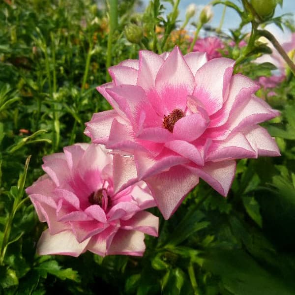 園芸ネット本店｜ラナンキュラス：ラックス ヘラ3.5-4号ポット の通販