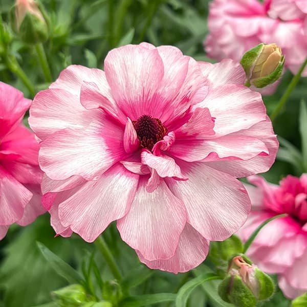 園芸ネット本店｜ラナンキュラス：ラックス ジュピター5号ロングポット