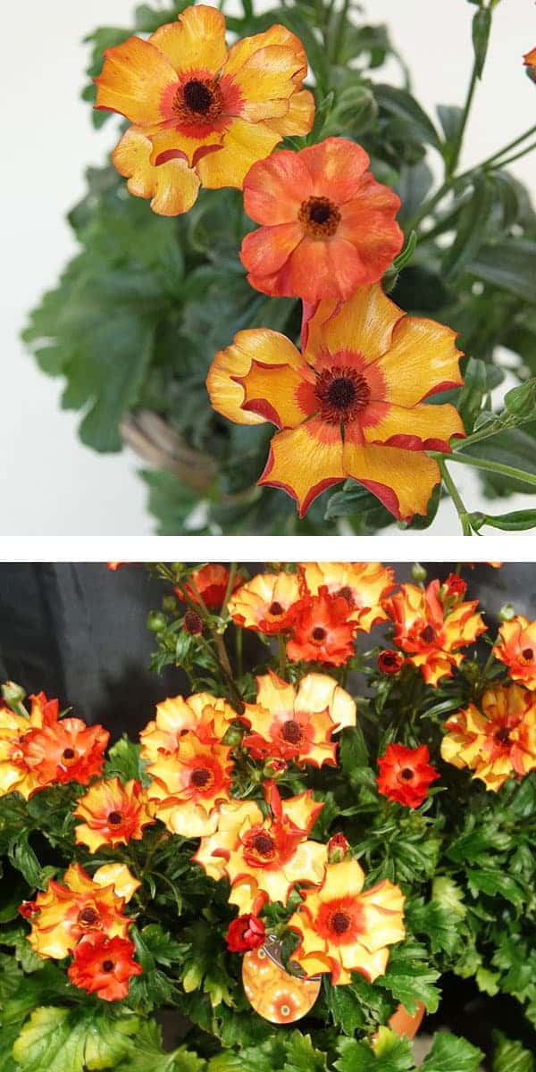 園芸ネット本店｜ラナンキュラス：ラックス ミノアン4号鉢植え の通販