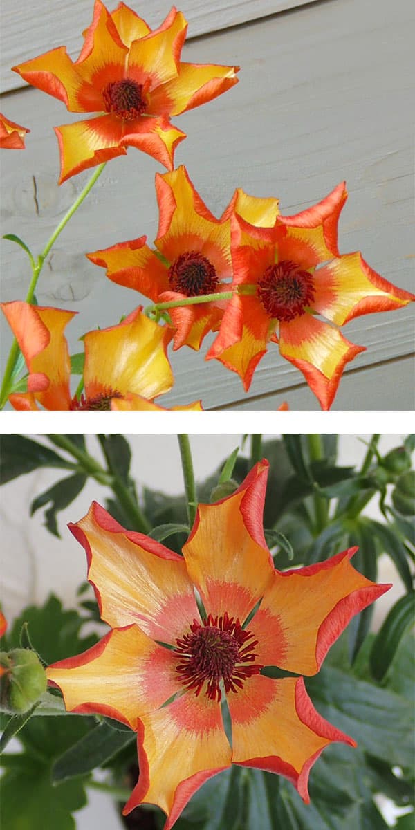 園芸ネット本店｜ラナンキュラス：ラックス ミノアン2／3.5-4号ポット