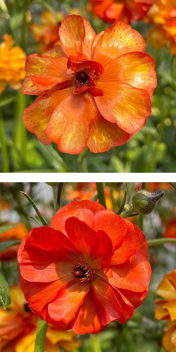 園芸ネット本店｜ラナンキュラス：ラックス ミノアン2／3.5-4号ポット