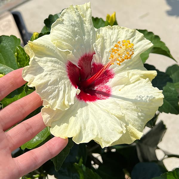 園芸ネット本店｜ハイビスカス（ニューロングライフ）：ボレアス7号