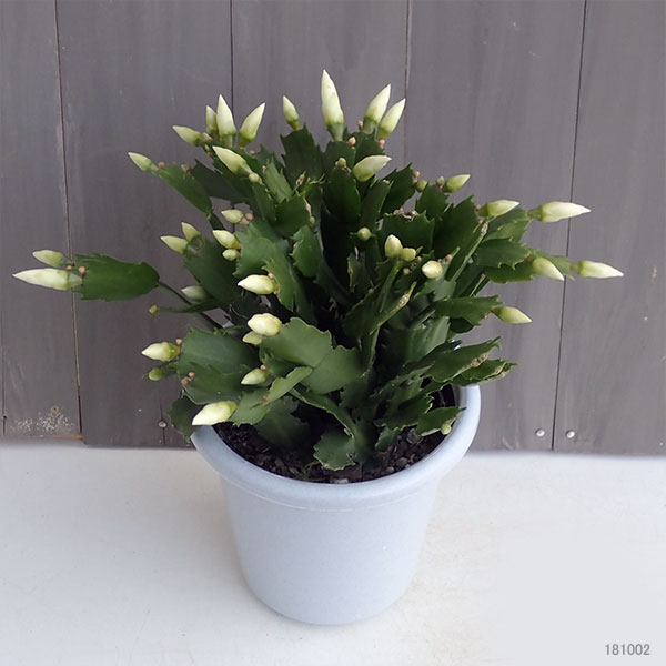 園芸ネット本店｜デンマークカクタス：白系5号鉢植え の通販【公式】