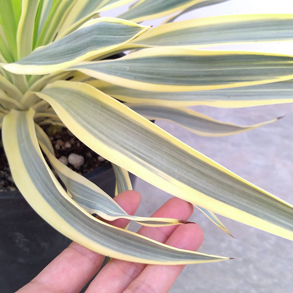 園芸ネット本店｜ユッカ：グロリオサ バリエゲイテッド ブライトスター