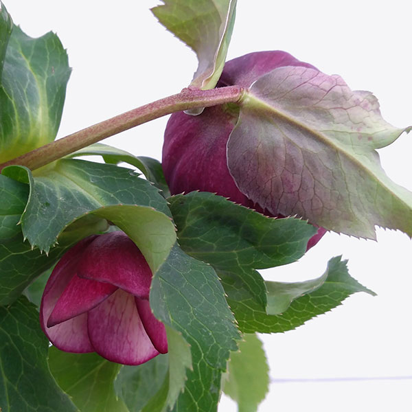 園芸ネット本店｜クリスマスローズ：*エレガンスグレープ4.5号ポット