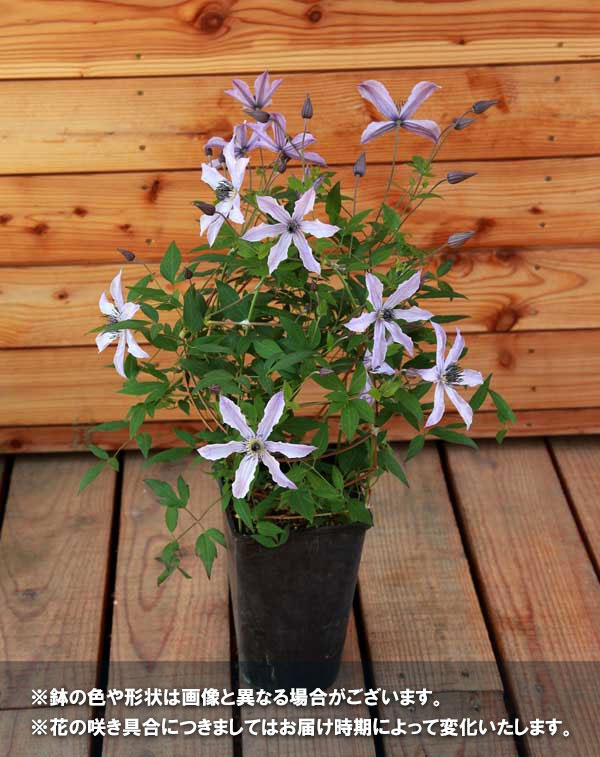 園芸ネット本店｜クレマチス：流星（リュウセイ）5号鉢（インテグリ
