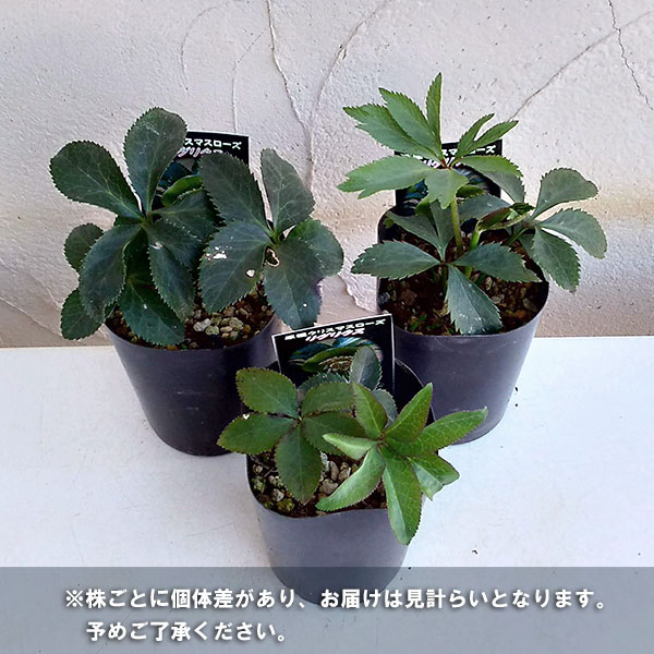 園芸ネット本店｜クリスマスローズ（原種）：リグリクス3号ロング