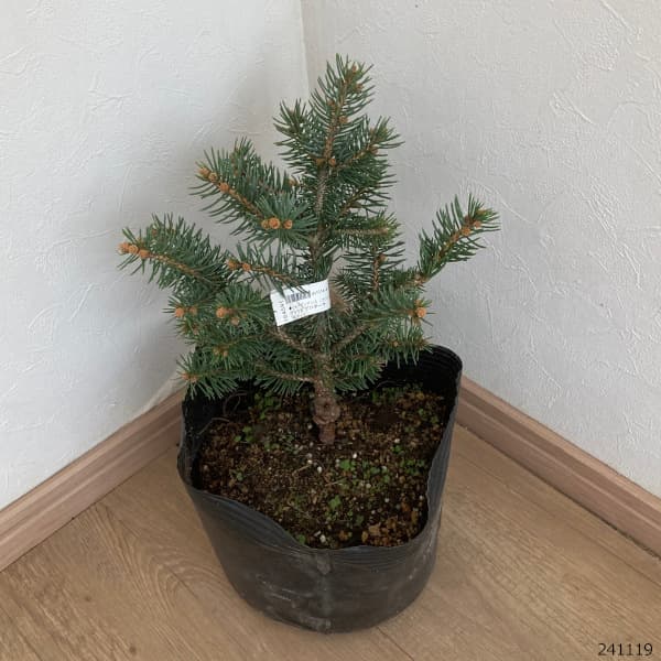 園芸ネット本店｜[送料無料]ピセアプンゲンス（プンゲンストウヒ